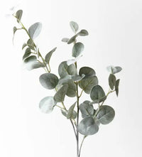 Thumbnail for Eucalyptus Spray