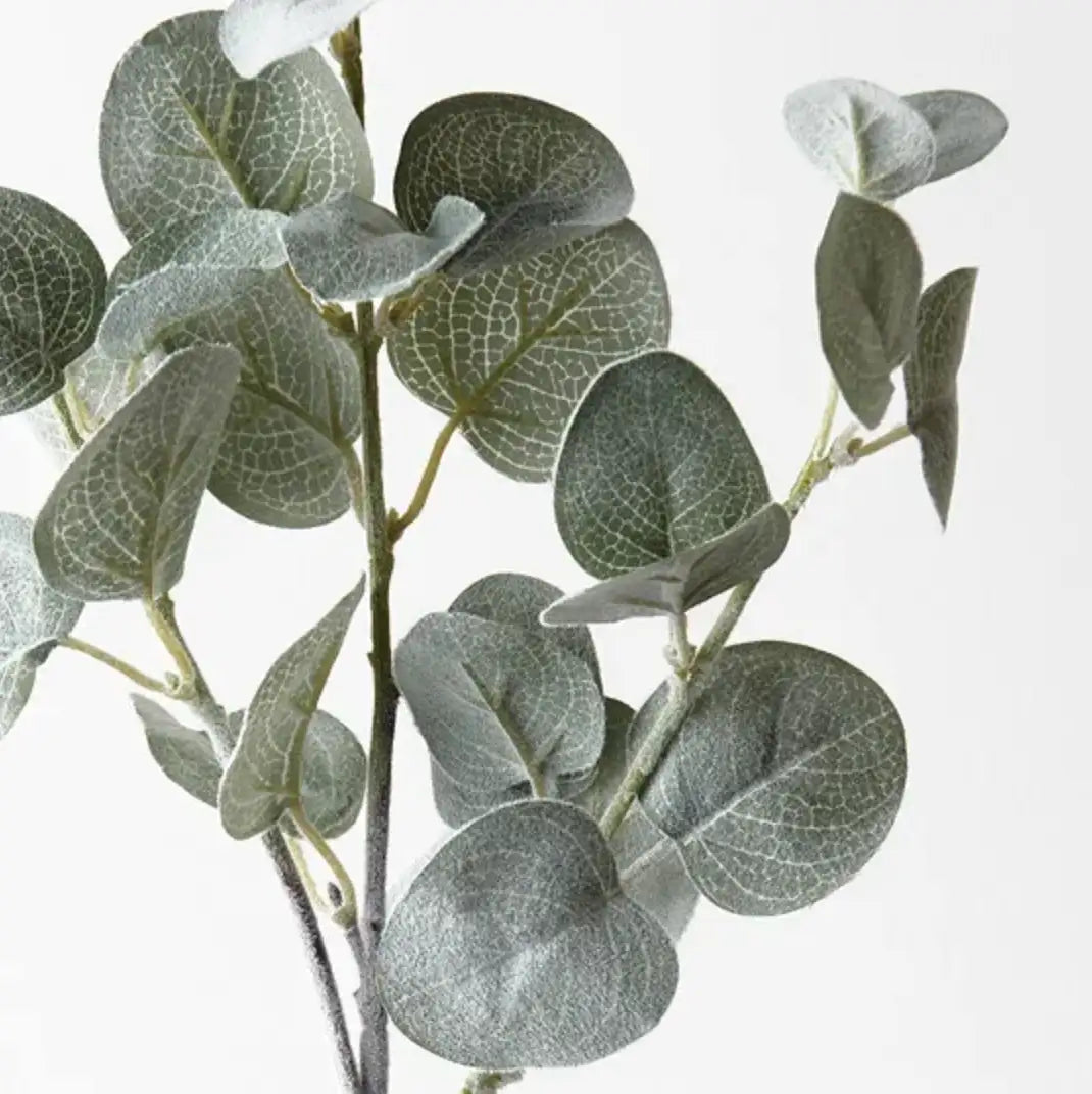 Eucalyptus Spray
