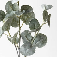 Thumbnail for Eucalyptus Spray