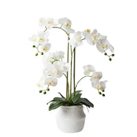 Thumbnail for Orchid Phalaenopsis Faux Plant in White Weave Pot 70cm – decorative faux plant Australia – House of Dudley Adelaide
