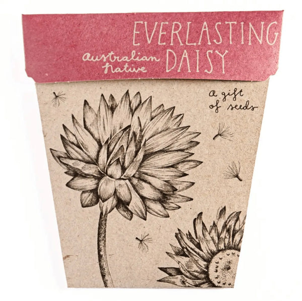 Seeds - Everlasting Daisy – High quality House of Dudley homewares