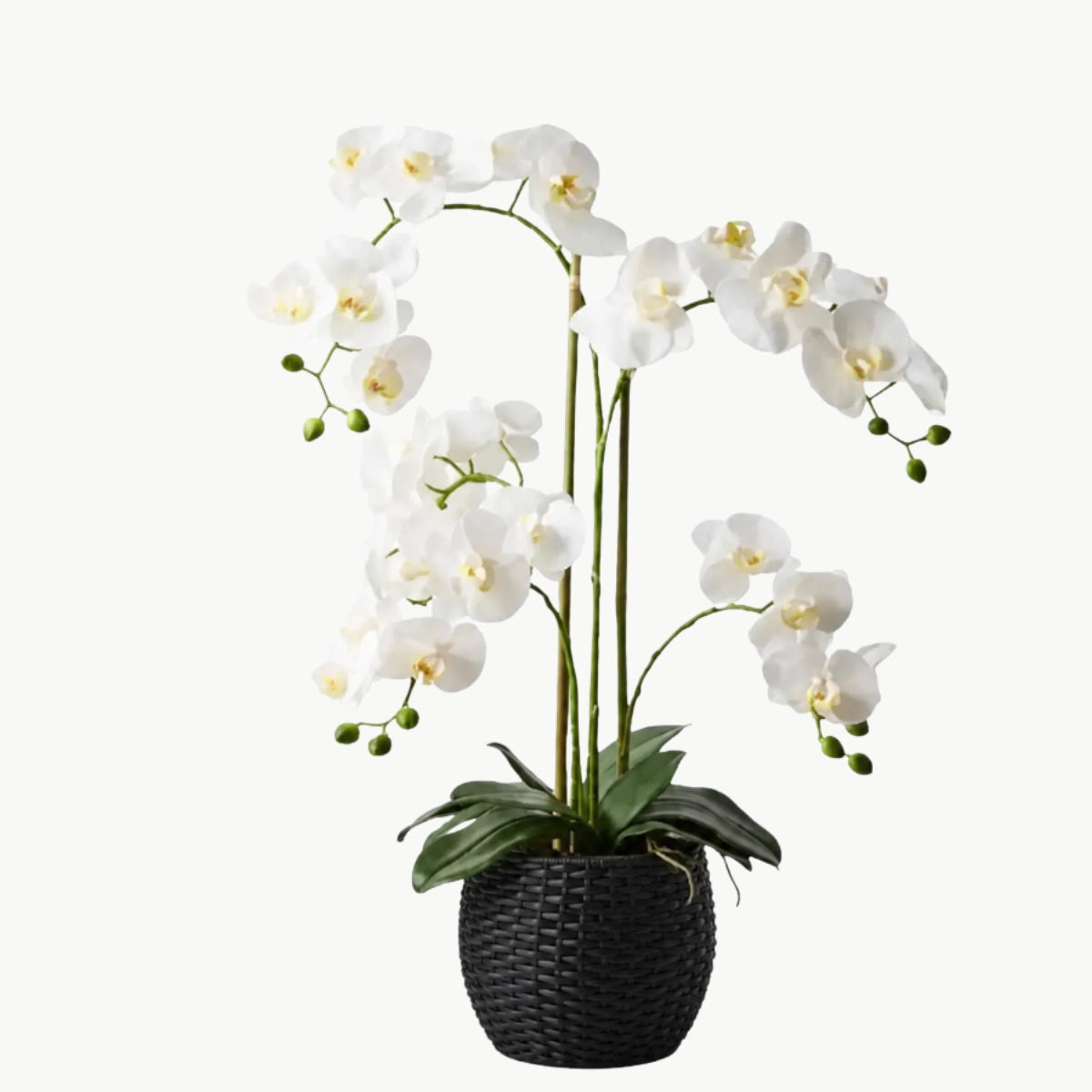 Orchid Phalaenopsis Faux Plant in Black Weave Pot – 70cm