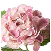 Thumbnail for Homewares Australia | House of Dudley