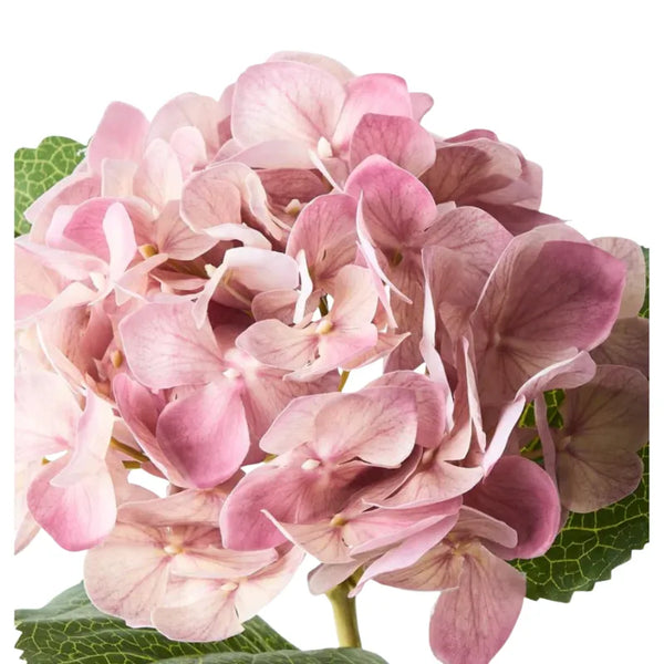 Homewares Australia | House of Dudley