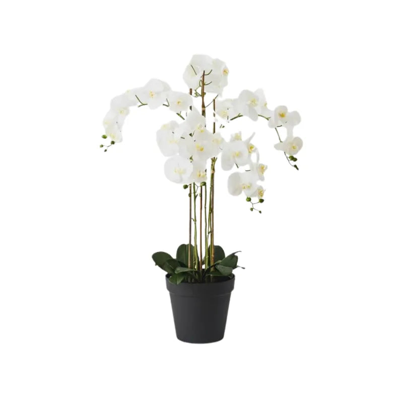 Orchid Phalaenopsis in Pot | House of Dudley