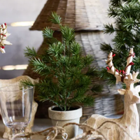 Thumbnail for Table Pine Tree - Medium