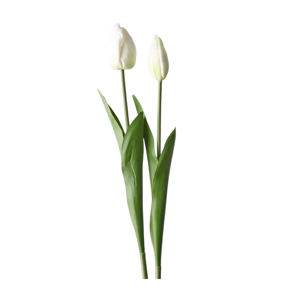 Tulip bud and Bloom White S2